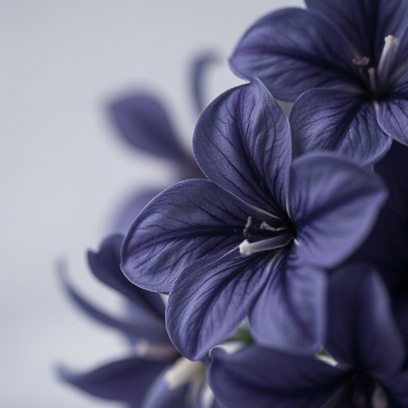 FUMO VOID scent ingredient: Violet